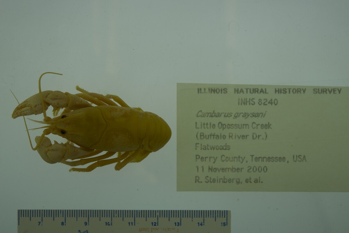 Cambarus graysoni image
